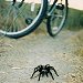 animal photos