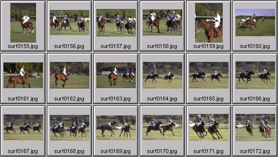 horse polo photos