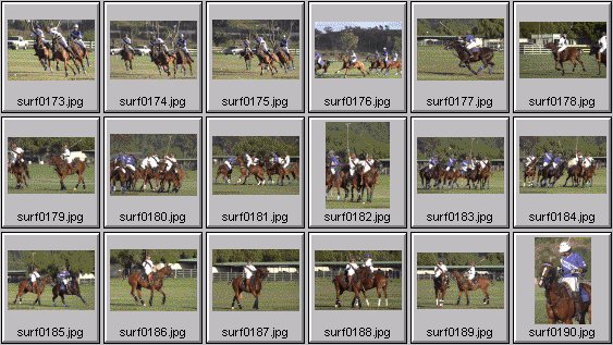 horse polo photos